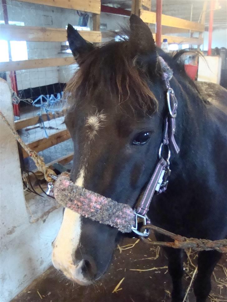 Anden særlig race Stabygårds Mia Maja billede 12