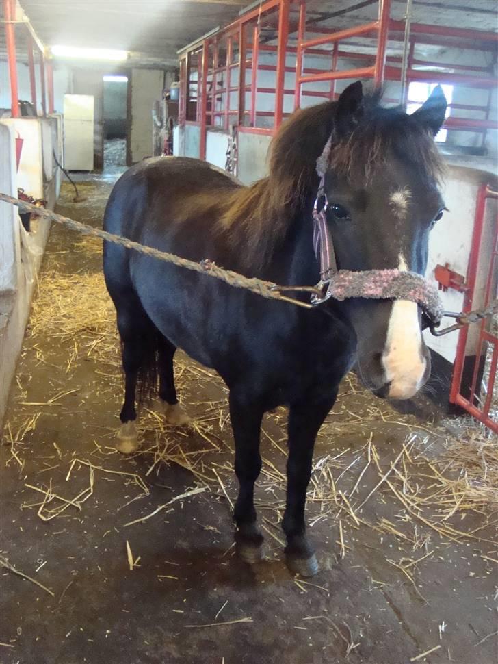 Anden særlig race Stabygårds Mia Maja billede 13