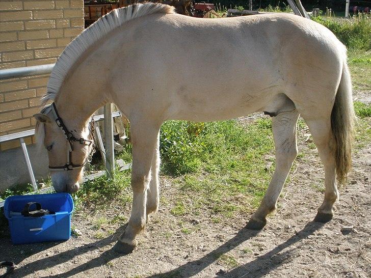 Fjordhest Bailey Schaldemose - Bailey skulle lige se hvad det var d: Foto: Camilla Schaldemose billede 15