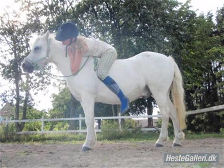 Welsh Mountain (sec A) Lollipop':* billede 1