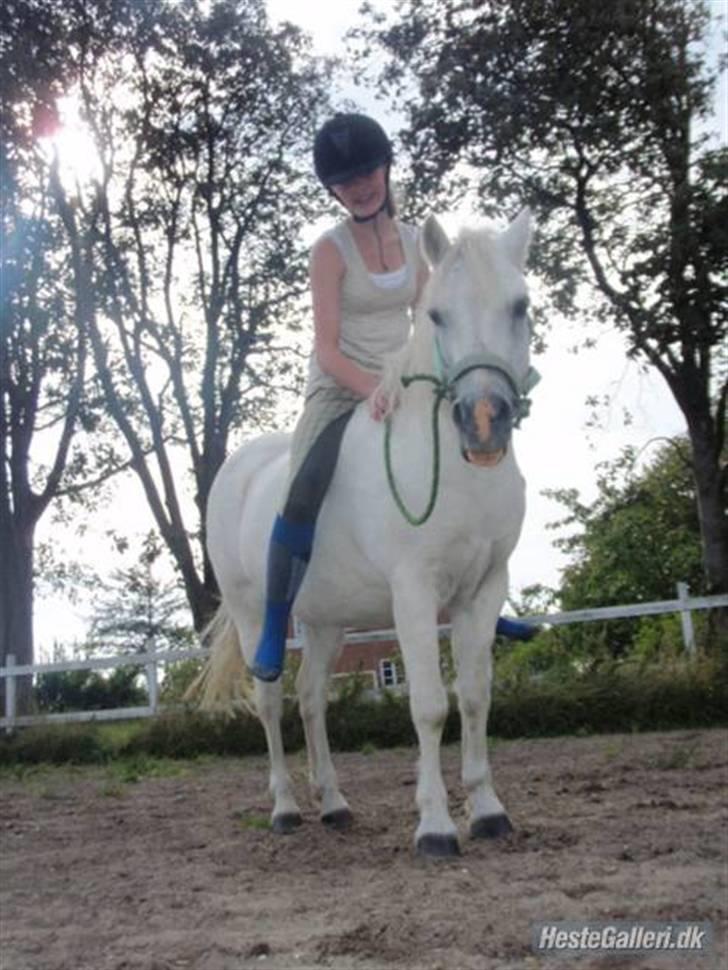 Welsh Mountain (sec A) Lollipop':* billede 2