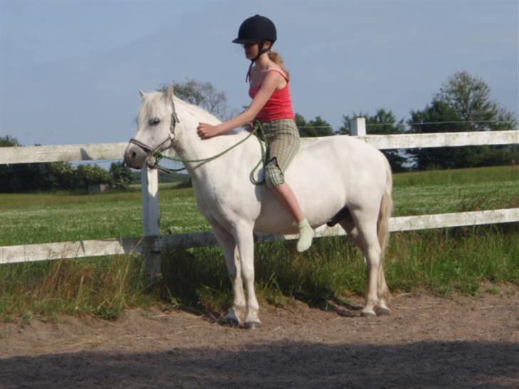 Welsh Mountain (sec A) Lollipop':* billede 3