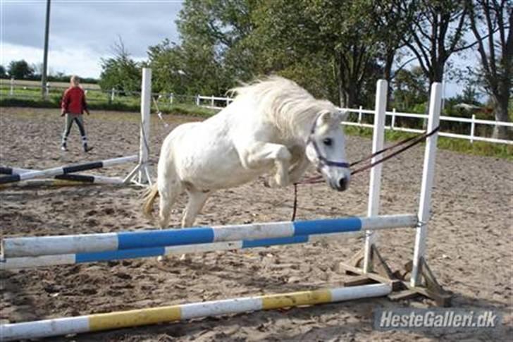 Welsh Mountain (sec A) Lollipop':* billede 4