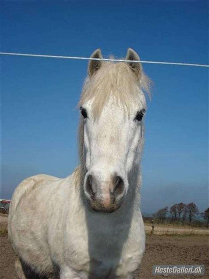 Welsh Mountain (sec A) Lollipop':* billede 5