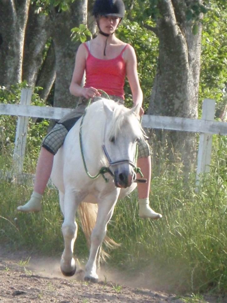 Welsh Mountain (sec A) Lollipop':* billede 6