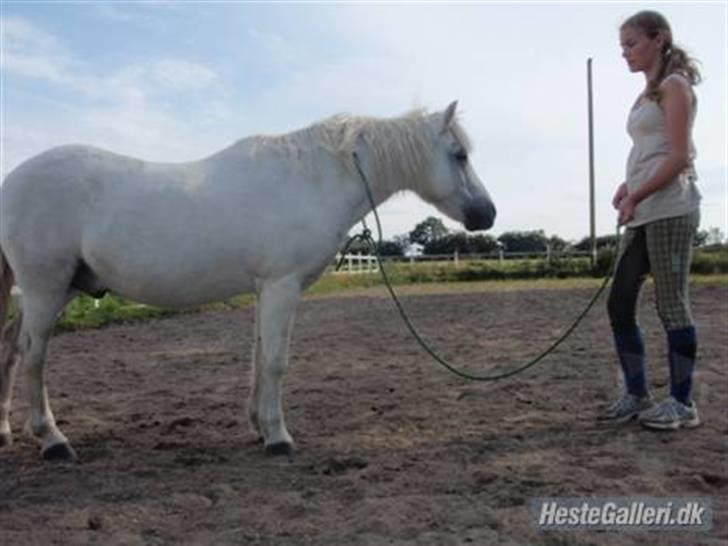 Welsh Mountain (sec A) Lollipop':* billede 7