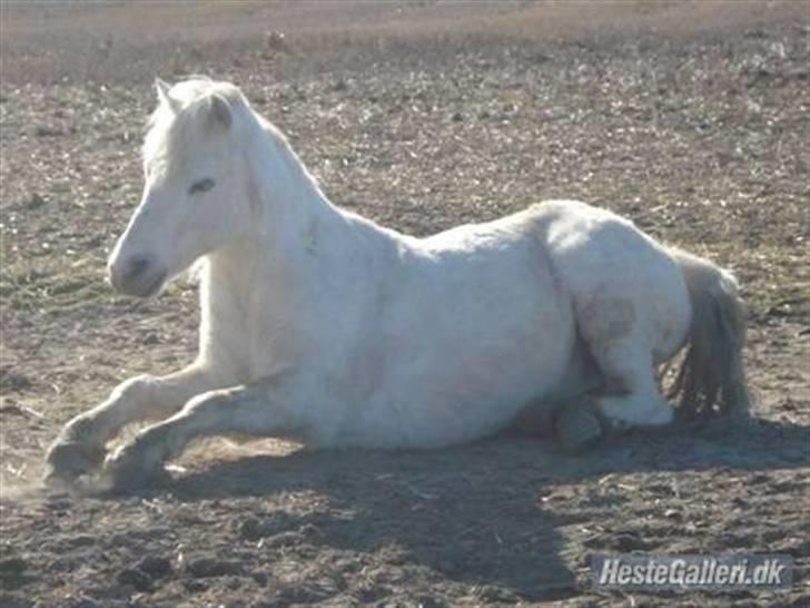 Welsh Mountain (sec A) Lollipop':* billede 8