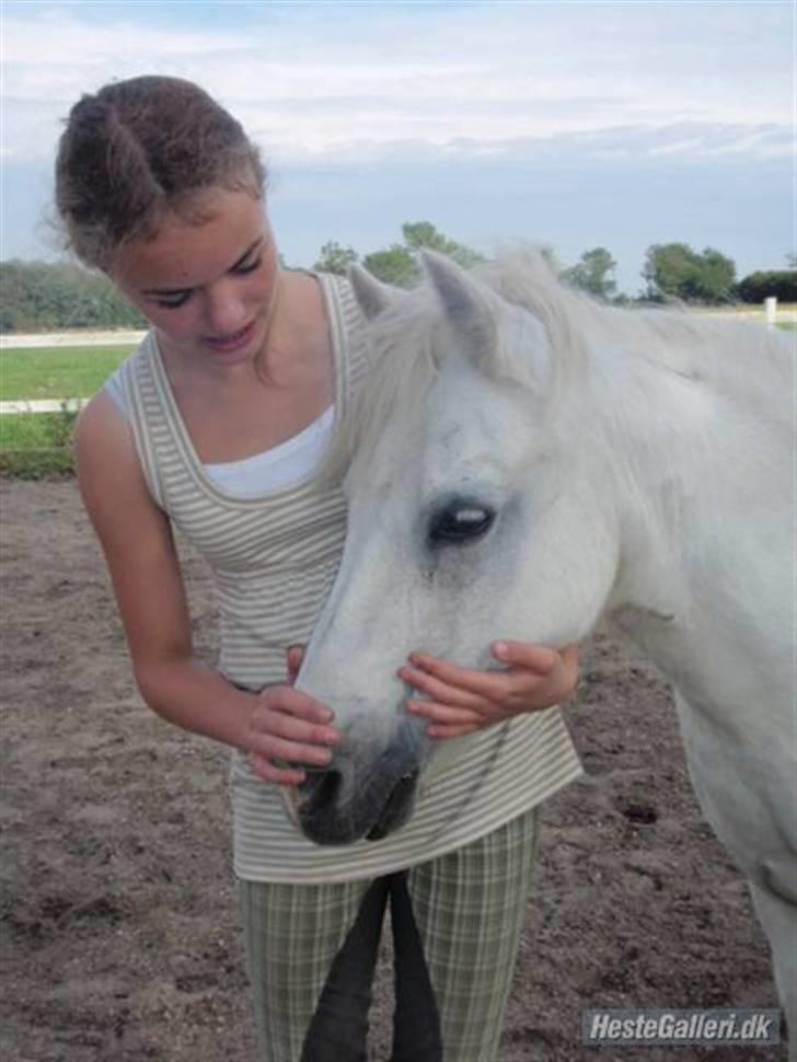 Welsh Mountain (sec A) Lollipop':* billede 9