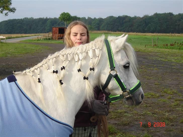 Welsh Mountain (sec A) Lollipop':* billede 10