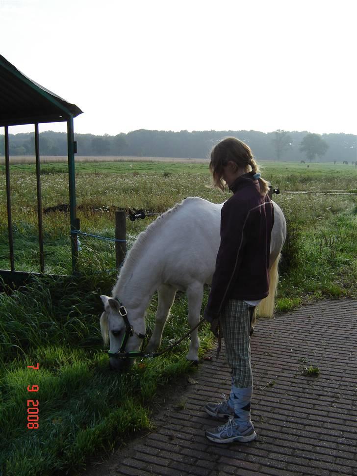 Welsh Mountain (sec A) Lollipop':* billede 11