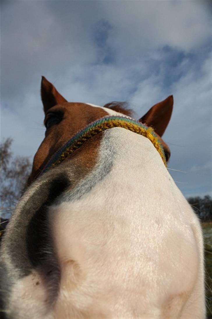 Anden særlig race Kosak *Pony* - Kyyyys :) billede 20