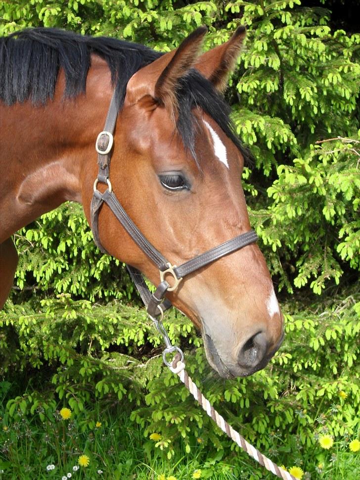 Dansk Varmblod Lundebakken's Vanessa billede 1