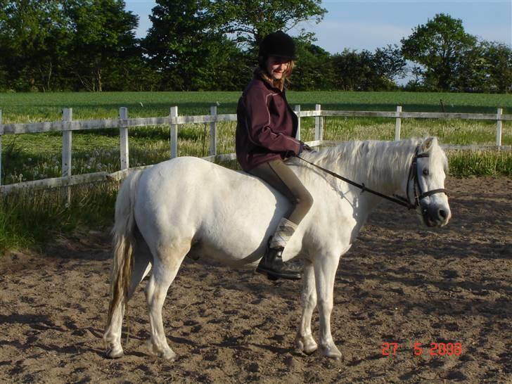 Welsh Mountain (sec A) Lollipop':* - Fra bid-tiden..:) billede 12