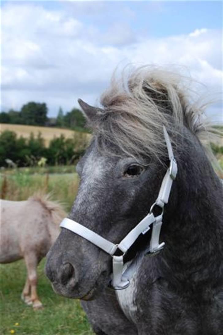 Shetlænder Rhena  SOLGT - Det er så hendes hoved det ser sødt ud synes jeg billede 1