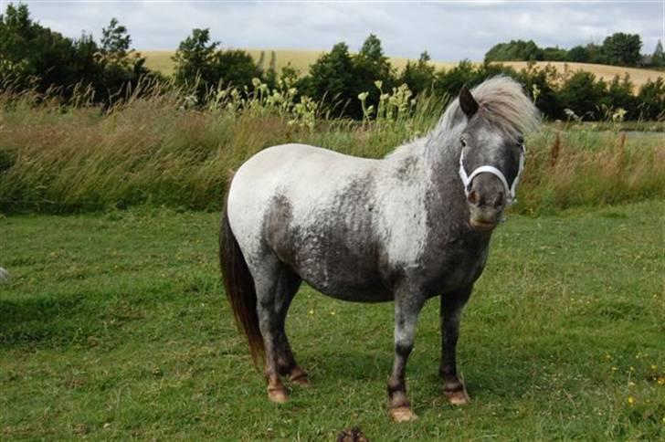 Shetlænder Rhena  SOLGT - Hun er lige i gang med at spise et æble billede 2