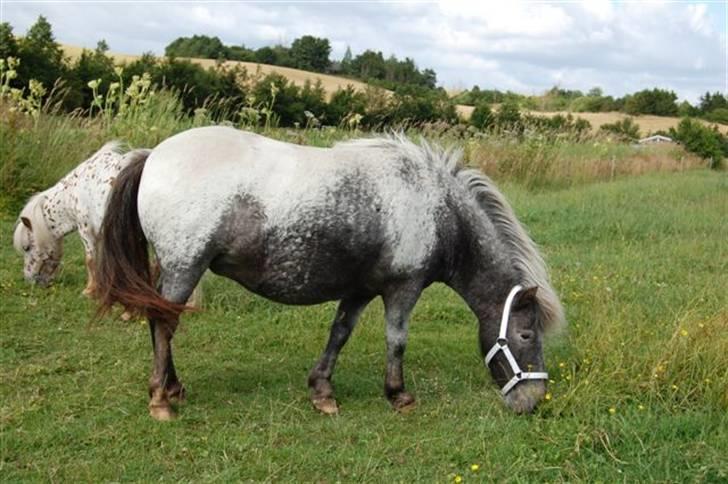 Shetlænder Rhena  SOLGT - Mmm det smager godt billede 3