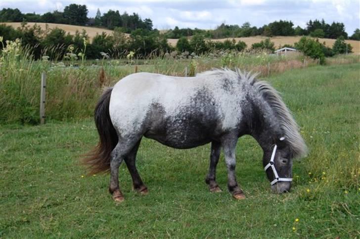 Shetlænder Rhena  SOLGT - Så er der lækkert græs igen billede 4