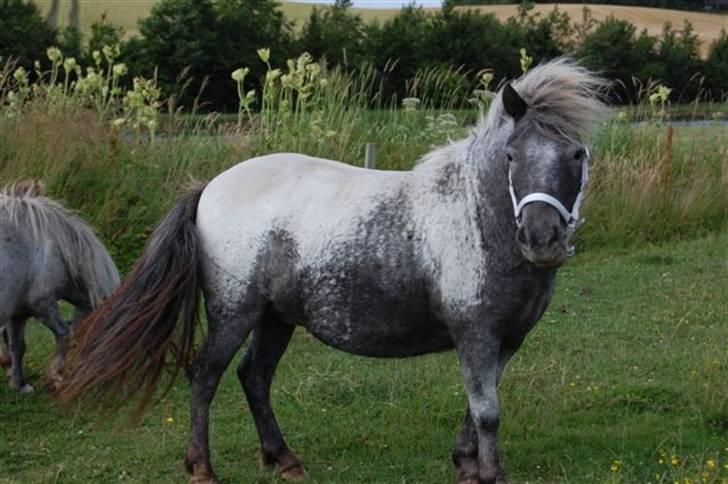 Shetlænder Rhena  SOLGT - Hej er jeg ikke sød billede 5