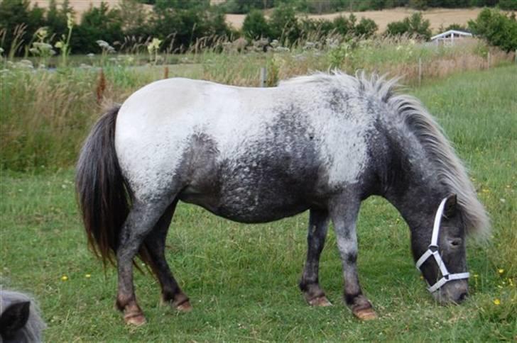 Shetlænder Rhena  SOLGT - så er der græs igen billede 6