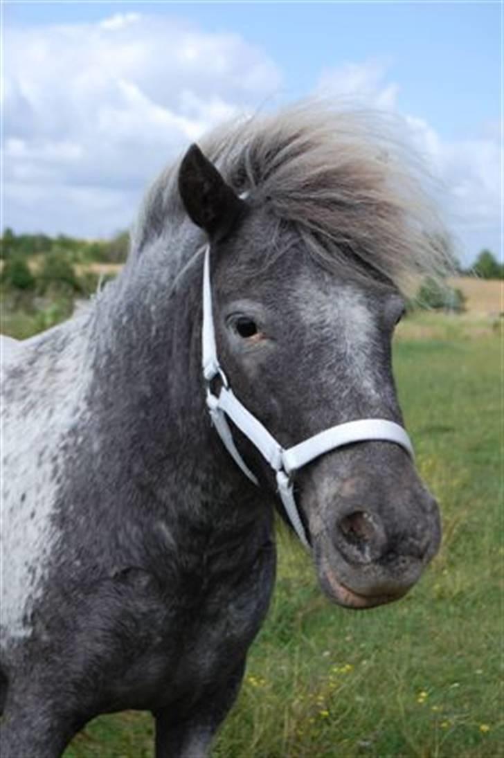 Shetlænder Rhena  SOLGT - Hai du ser sød ud billede 7