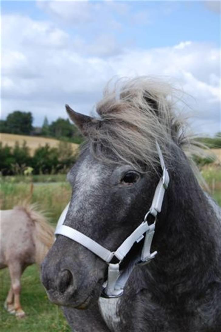 Shetlænder Rhena  SOLGT - Hov hvad var det billede 8