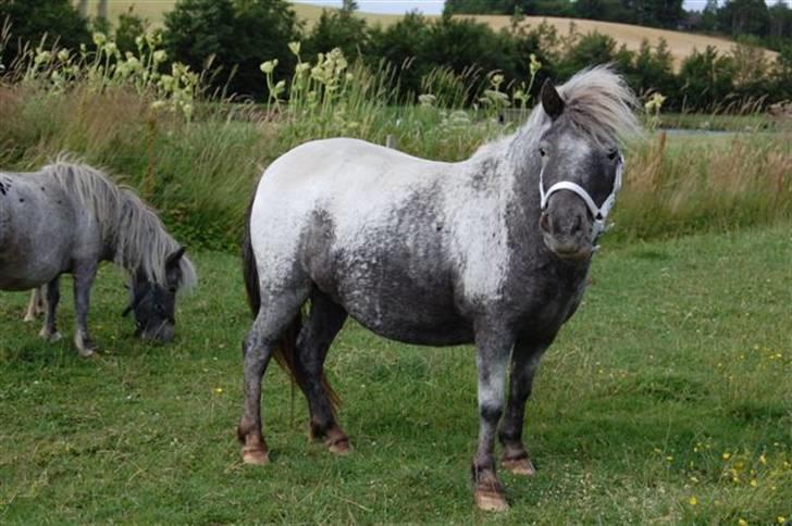 Shetlænder Rhena  SOLGT - Hai det er hele min krop billede 9