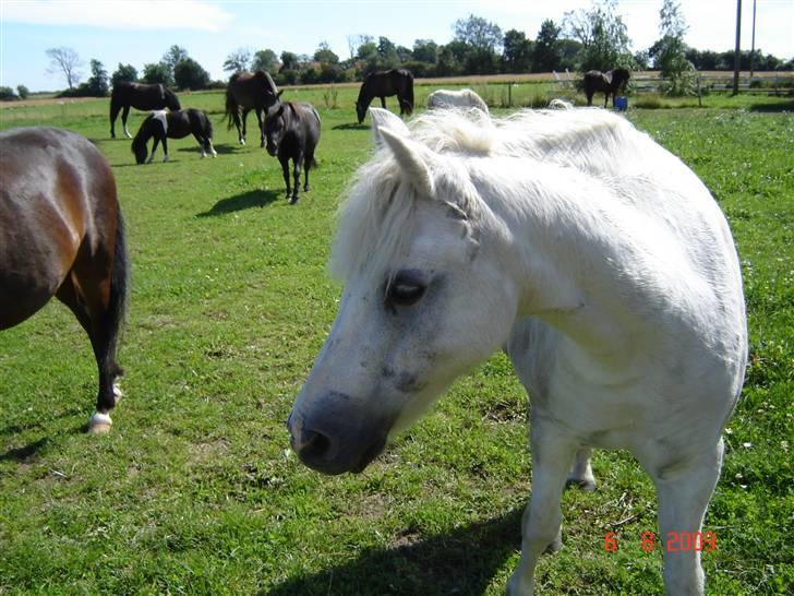 Welsh Mountain (sec A) Lollipop':* billede 13