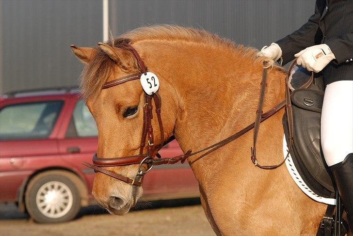 Anden særlig race Tornado - Tornado med nerver på :D foto mig billede 1