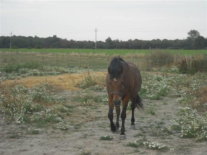 DSP Skovlundegårds Mathilde - Mathilde på sin fold! Grænge  Aug. 2009  billede 17