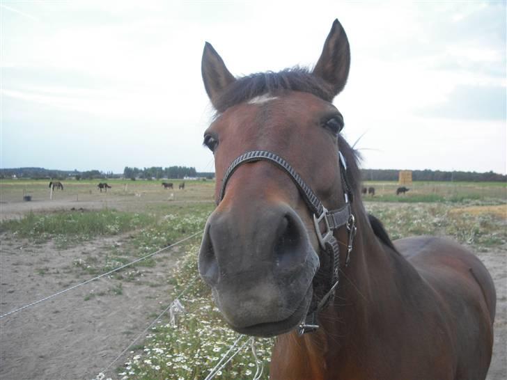 DSP Skovlundegårds Mathilde - Mathilde tæt på..  Grænge Aug. 2009 billede 18