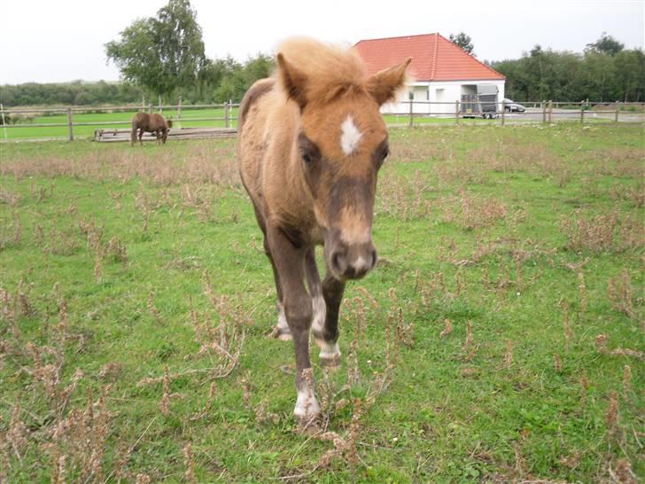 Shetlænder Stjerne<´3  - Velkommen til Stjernes profil:D Foto: Mig billede 1