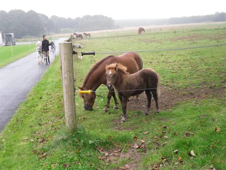 Shetlænder Stjerne<´3  - Stjerne og moar på fold. Stjerne ligner en hyæne:D Foto: Mig billede 2