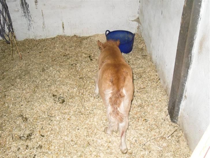 Shetlænder Stjerne<´3  - Sjerne er lige blevet født:D Foto: Mig billede 3