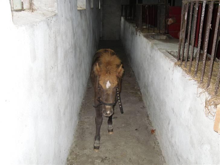 Shetlænder Stjerne<´3  - Stjerne på vej ned af fodergangen:D Foto: Mig billede 4
