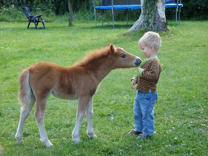 Shetlænder Stjerne<´3  - Nurh min lillebror og Stjerne :i <3 Foto: Mig billede 5