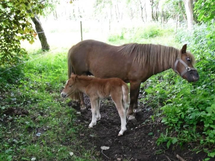 Shetlænder Stjerne<´3  - Stjerne på fold for anden gang. Foto: Mig billede 6