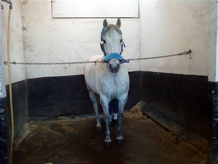 Anden særlig race *Kildegaards Bombay* - I vandspiltorvet for at vaske hans hove<33 :) billede 11