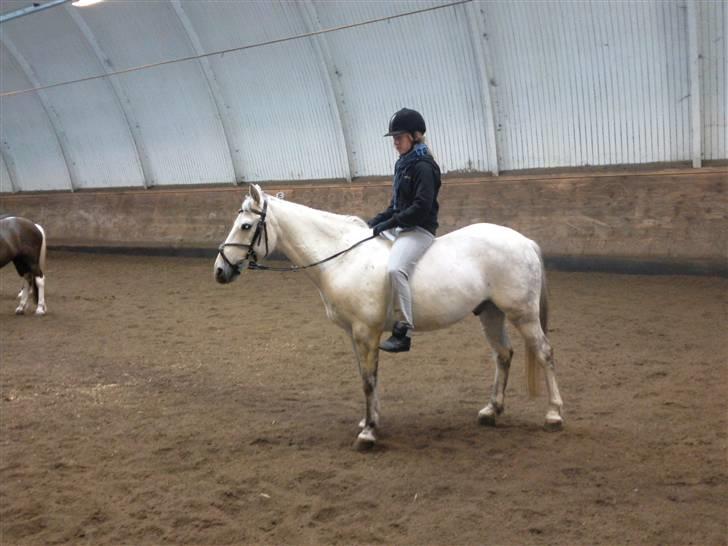 Anden særlig race *Kildegaards Bombay* - Uden sadel<3 billede 12