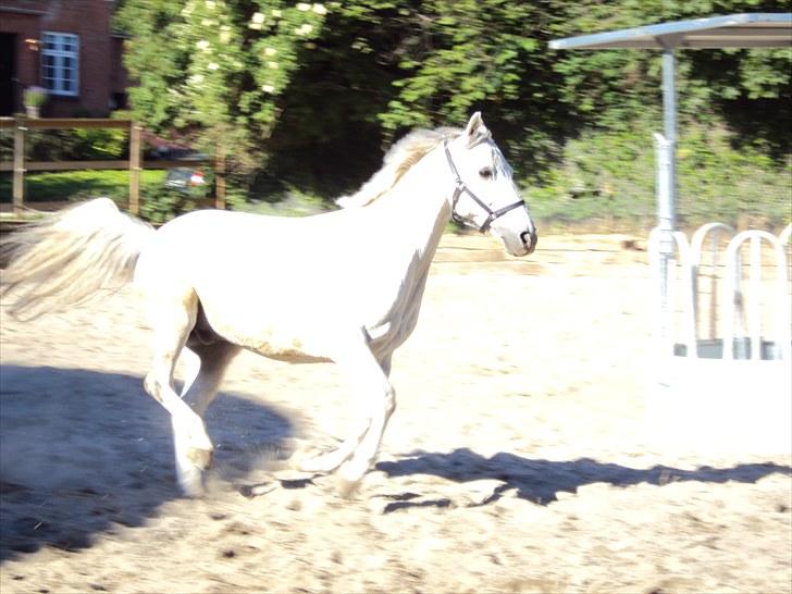 Anden særlig race *Kildegaards Bombay* - Bommer flyver hen over folden<3 :D billede 13