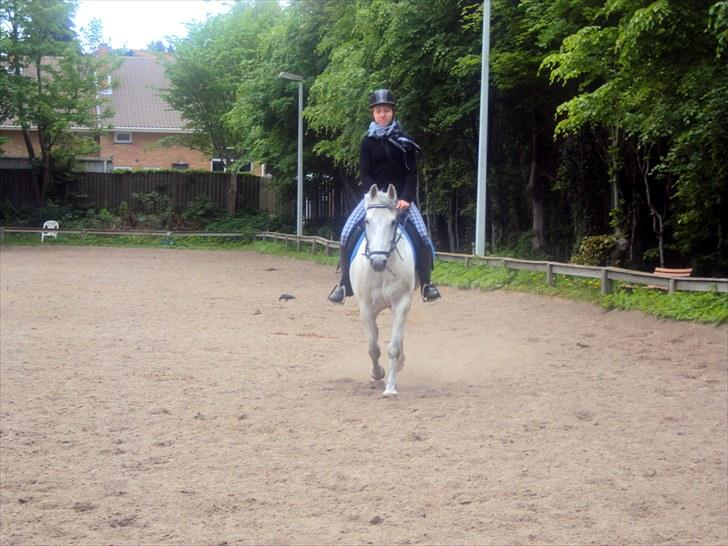 Anden særlig race *Kildegaards Bombay* - Fuld trav:) <3 Bedre end at flyve! billede 15