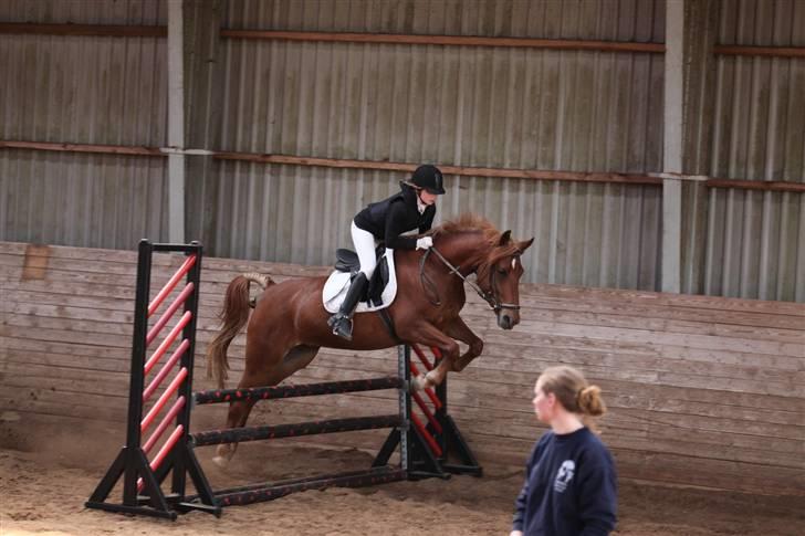 Anden særlig race Chili [Rider ikke mere] billede 1