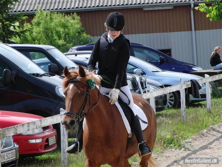Anden særlig race Chili [Rider ikke mere] billede 2