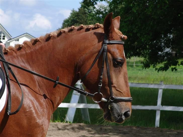 Anden særlig race Chili [Rider ikke mere] billede 3