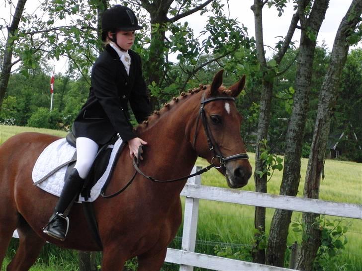 Anden særlig race Chili [Rider ikke mere] billede 4