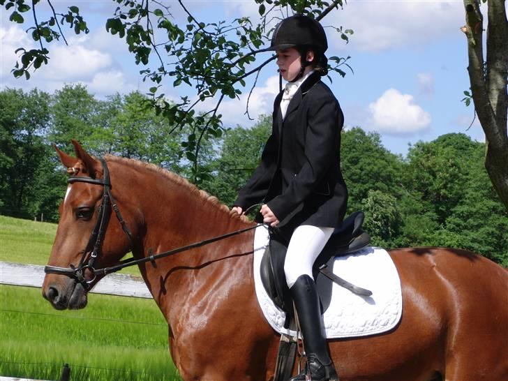 Anden særlig race Chili [Rider ikke mere] billede 5