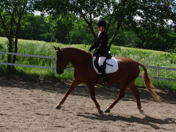 Anden særlig race Chili [Rider ikke mere] billede 6