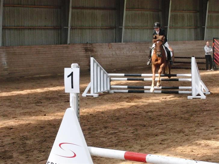 Anden særlig race Chili [Rider ikke mere] billede 7