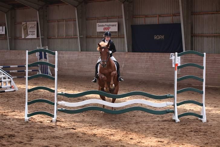 Anden særlig race Chili [Rider ikke mere] billede 8