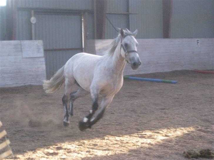 Connemara Dambækgårds Dun Riain billede 4