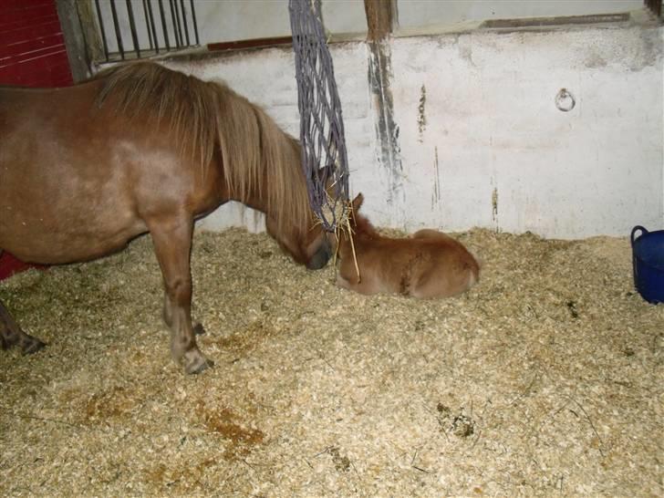 Shetlænder Stjerne<´3  - Lige blevet født:b Foto: Mig billede 7